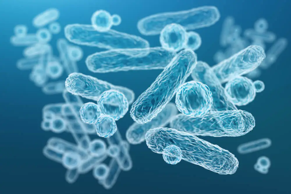 What are probiotics?