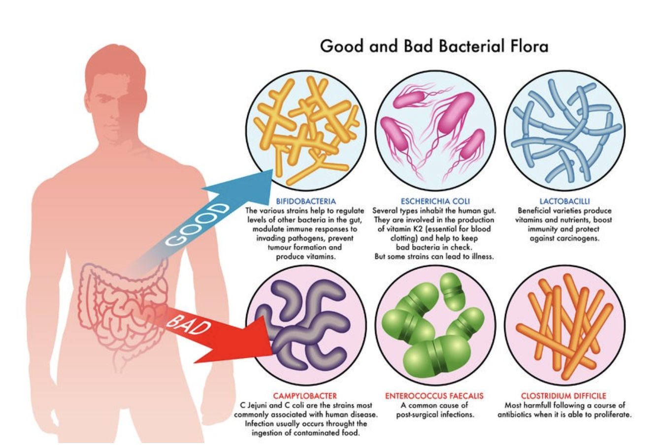 Certain strains of Lactobacillus and Bifidobacterium