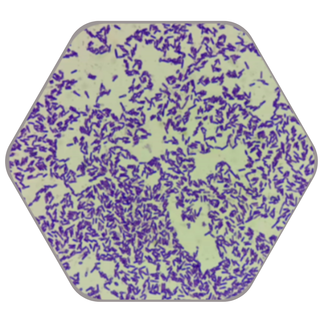 bacillus-coagulans-spore-probiotics